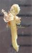  Male flower